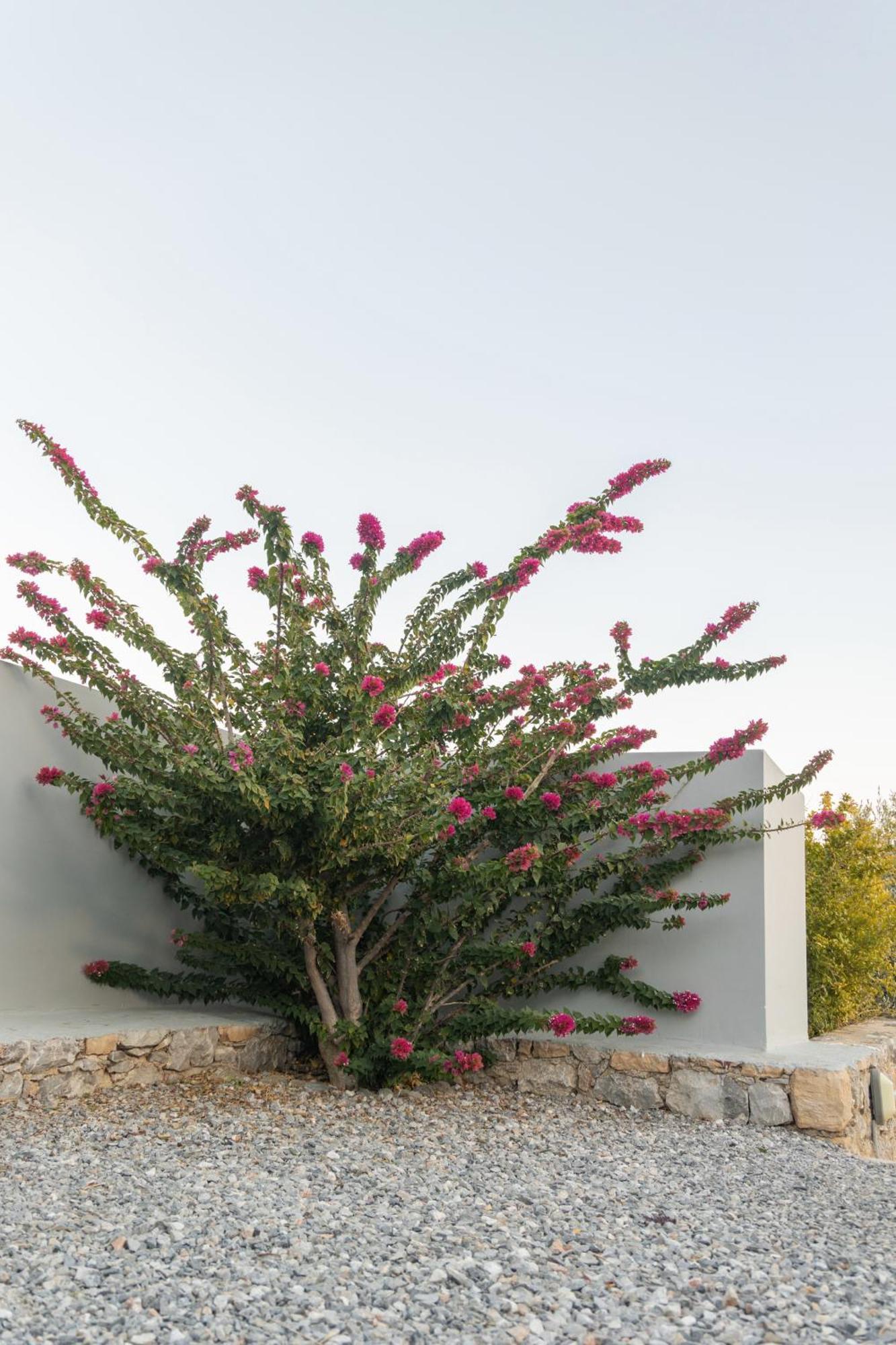 Evgoro Luxury * Agia Galini